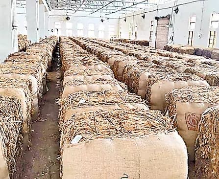 ఏపీ పొగాకు రైతులకు కేంద్రం వడ్డీ లేని రుణం