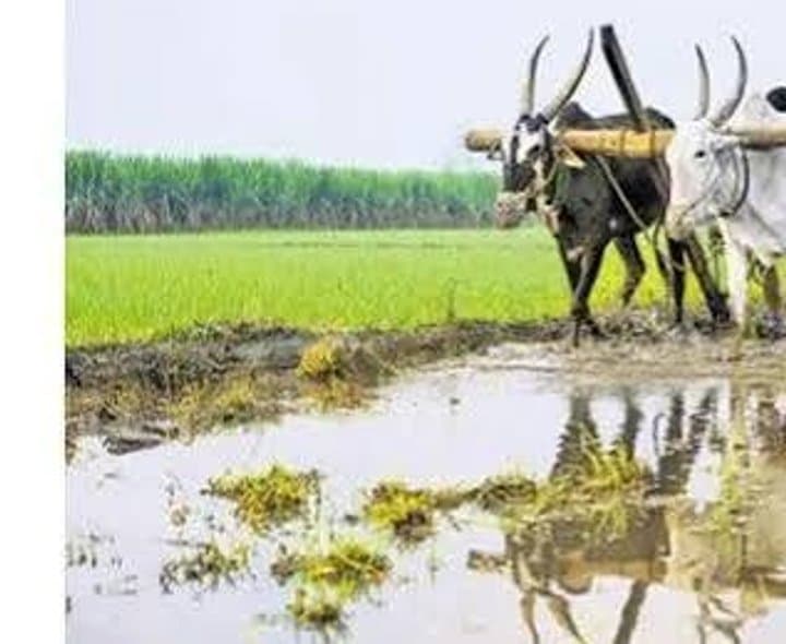 కంది, పెసర పంటల సాగు వెనుకబాటు