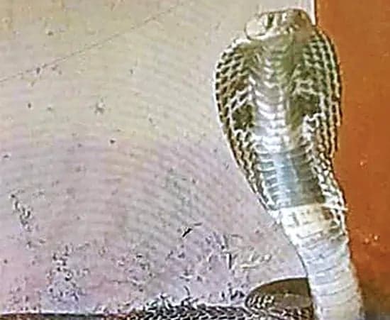 స్కూల్‌లో నాగుపాము కలకలం - Udayam
