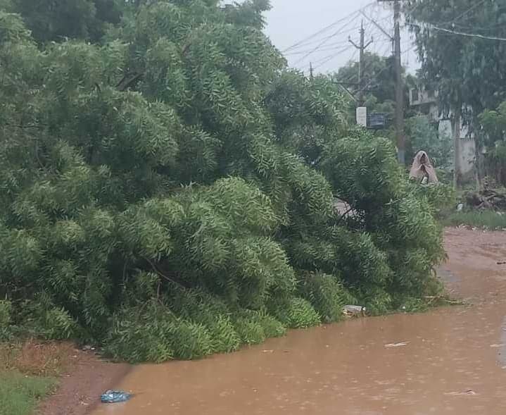 వేజెండ్లలో వర్షం.. రోడ్డుపై కూలిన చెట్టు - Udayam