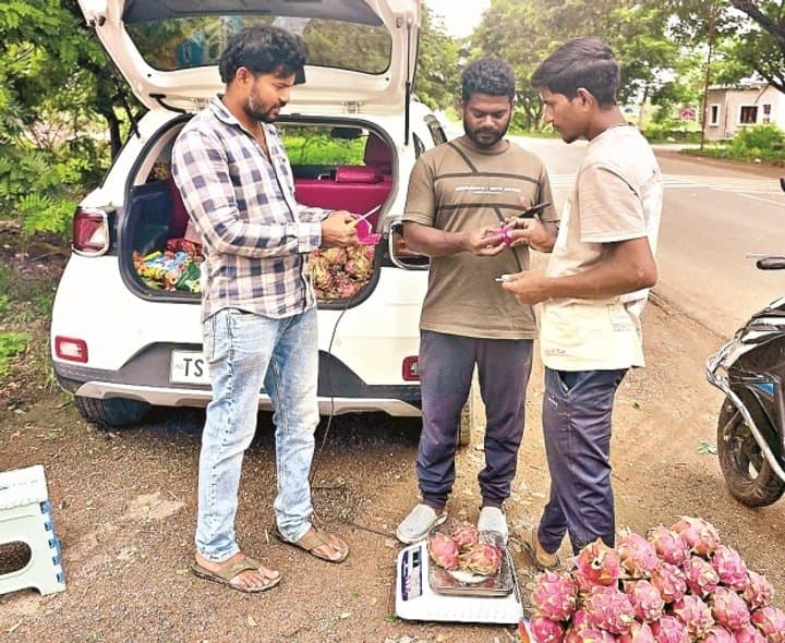 ఉద్యోగం వదిలి డ్రాగన్‌ ఫ్రూట్‌ సాగులో యువ రైతు సక్సెస్