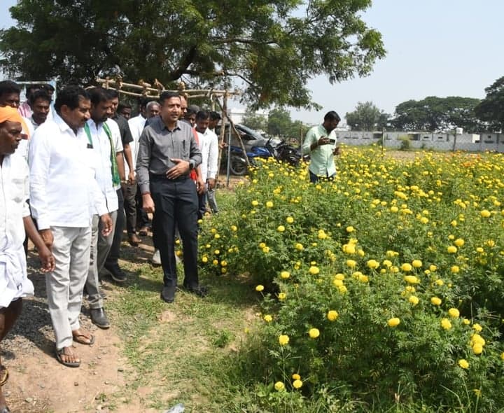 ఆదిలాబాద్‌లో పూల తోటలు, టమాటా పంటలను పరిశీలించిన కలెక్టర్
