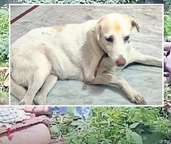'అమ్ములు'కు కన్నీటి వీడ్కోలు