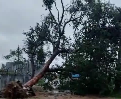 మచిలీపట్నంలో నేలకొరిగిన వృక్షాలు - Udayam