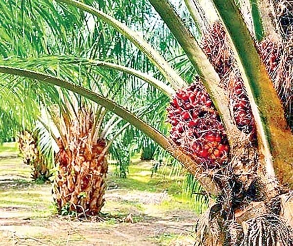 ఆయిల్‌పామ్‌ సాగుకు ప్రభుత్వం ప్రోత్సాహం