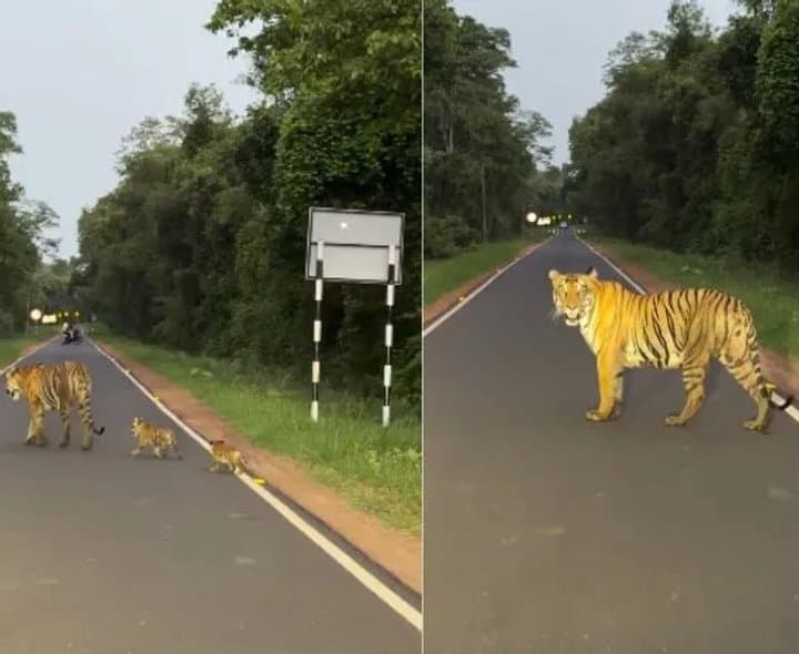 మూడు పిల్లలతో పులి దర్శనం