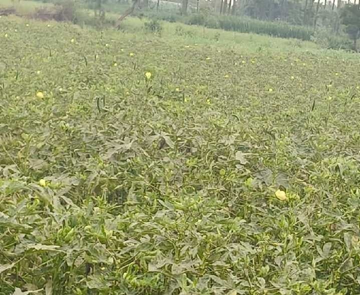 కైకలూరులో బెండ సాగు చివరి దశకు - Udayam