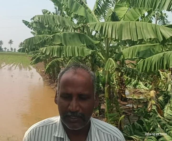 కొల్లూరులో తుఫాన్‌కు వాణిజ్య పంటలు దెబ్బ - Udayam