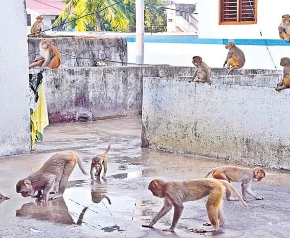 గ్రామాల్లో కోతుల స్వైరవిహారం