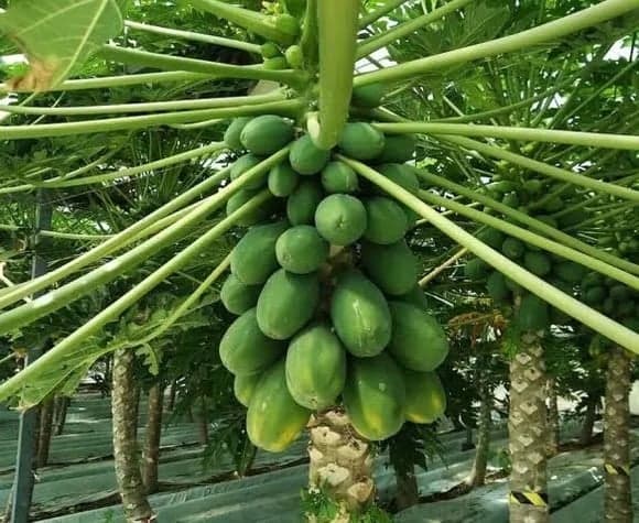 బొప్పాయి సాగుతో ఎకరాకు రూ.5 లక్షల లాభం?