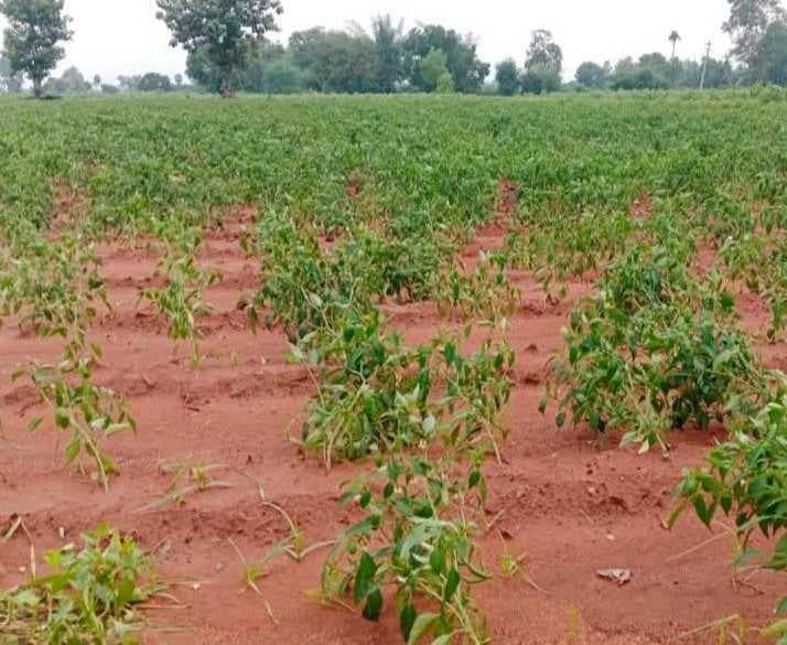 ఏ.కొండూరులో తుఫాను గాలులకు పంటలకు నష్టం - Udayam