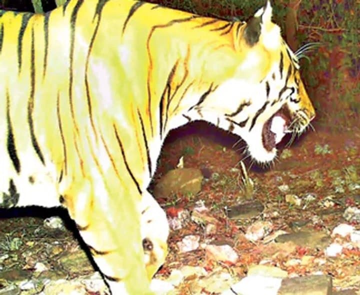 డక్కిలి అడవుల్లో పెద్దపులి జాడ?