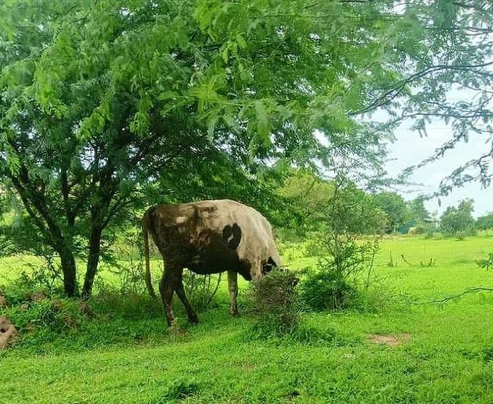 యాదగిరిగుట్ట మండలంలో ఆవు అపహరణ