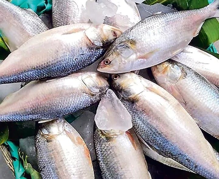 పులసల జాడలేని గోదావరి