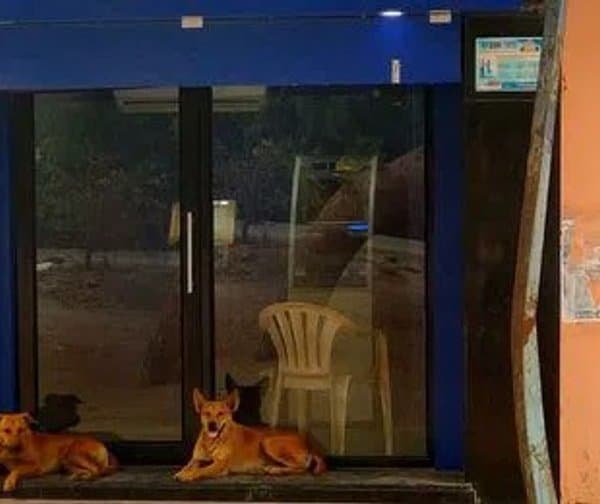 ఏటీఎంలో నగదు లేదు.. శునకాలేమో కాపలా! - Udayam Digital