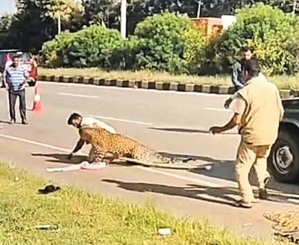 అటవీ అధికారులపై చిరుత దాడి - Udayam