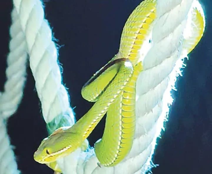 కోరింగలో పచ్చ పాము