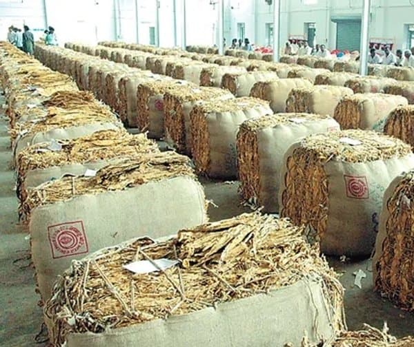 పొగాకు ధరల పతనం: అన్నదాతల ఆందోళన