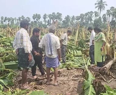 తుఫాన్ దెబ్బకు 1,180 హెక్టార్లలో అరటి పంట నష్టం - Udayam
