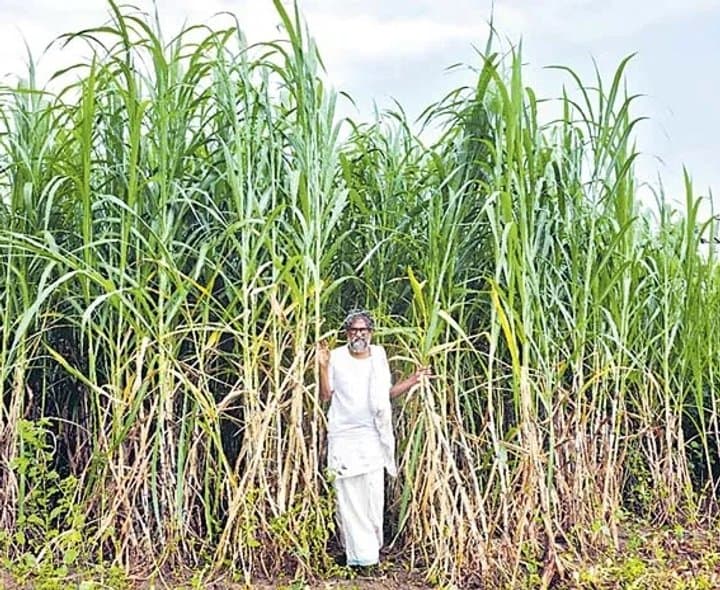 రెండెకరాల్లో పాడితో లాభాలు