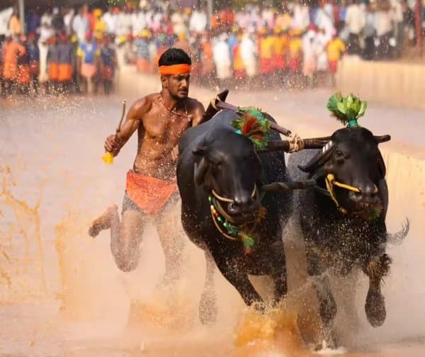 మైసూర్ దసరా కంబళ పోటీలపై దుమారం - Udayam Digital