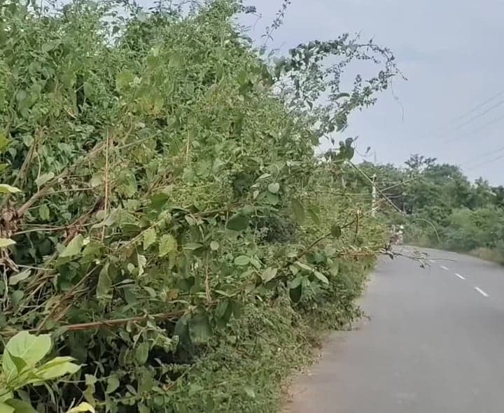 మహానంది రహదారిపై ప్రమాదకరంగా పిచ్చి మొక్కలు - Udayam