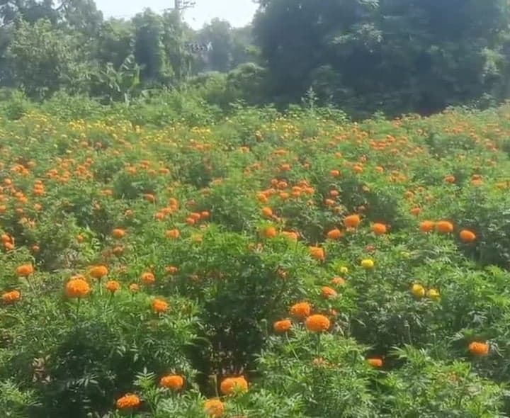 చిట్యాలలో బంతి సాగుతో రైతులకు లాభాల పంట - Udayam
