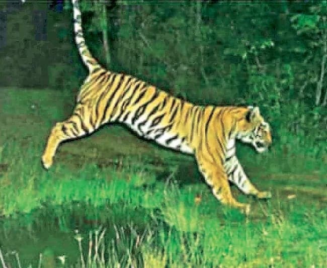 పులుల రక్షణకు గ్రేహౌండ్స్ బృందాలు! - Udayam