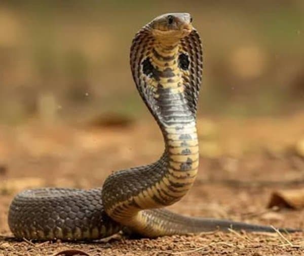 నిద్రపోతుండగా విషసర్పం దాడి