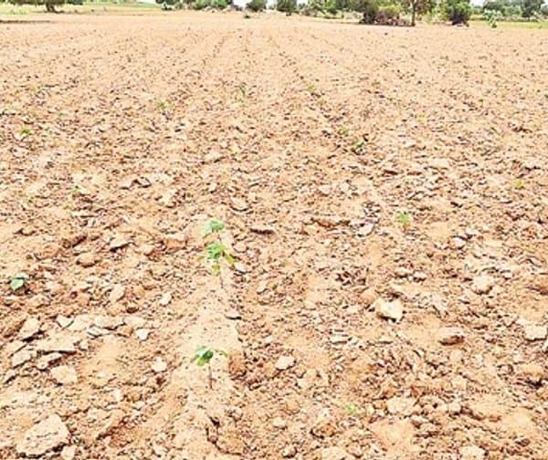 వర్షాల్లేక ఎండిపోతున్న పత్తి పంటలు