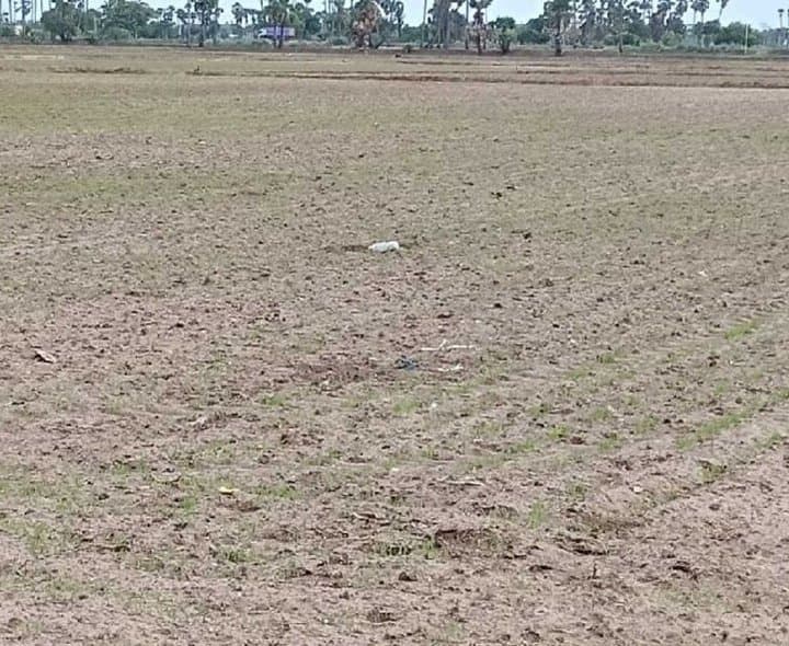 ఎల్‌నినో ప్రభావం- ఖరీఫ్ సాగు కుదింపు