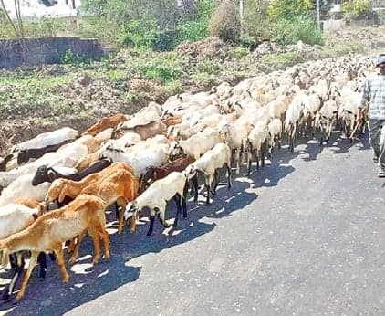 జాతీయ రహదారులపై పశువుల సంచారానికి చెక్