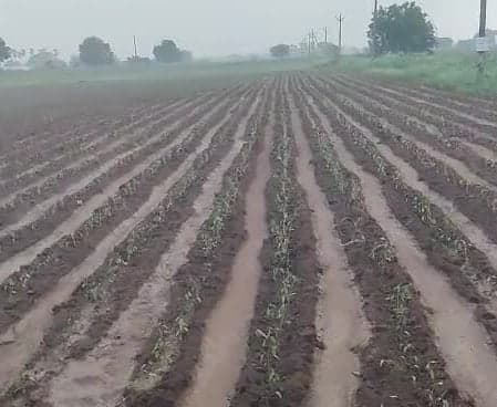 అమరావతిలో ఊపిరి పీల్చుకుంటున్న మిరప మొక్కలు - Udayam