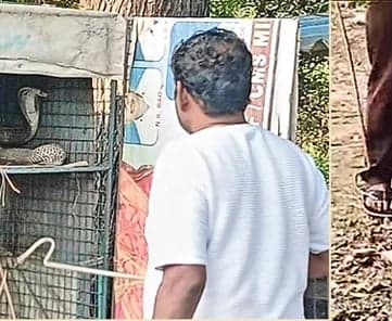 12 గుడ్లు మింగిన నాగుపాము! - Udayam