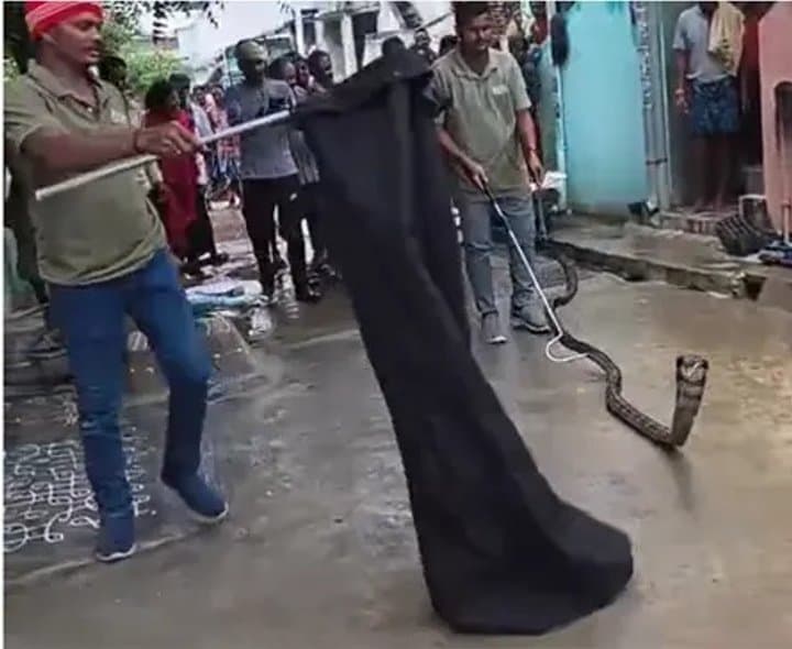 గరిసింగిలో 13 అడుగుల గిరినాగు పట్టివేత