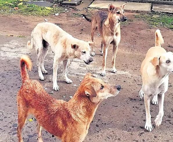 గ్రామాల్లో కుక్కల కేంద్రాలు - Udayam
