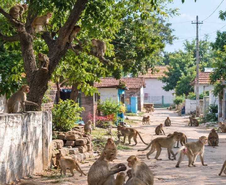 తాడిచెర్లలో కోతుల బెడద.. - Udayam