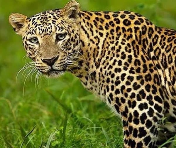 శంషాబాద్‌లో చిరుత కలకలం