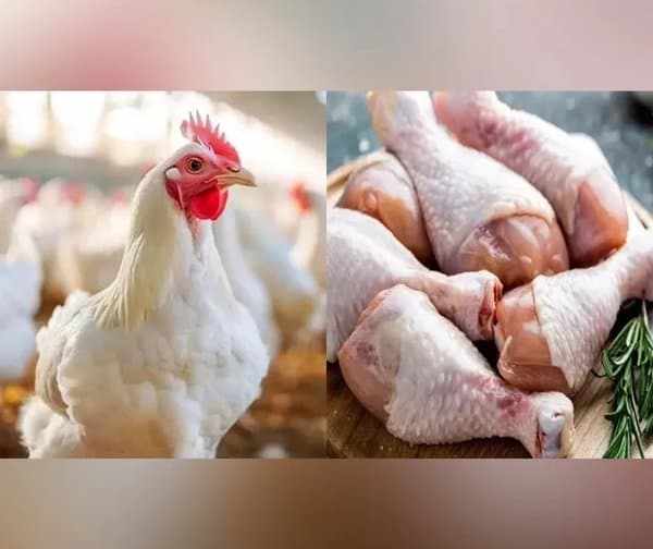చికెన్, గుడ్ల ధరల మంట