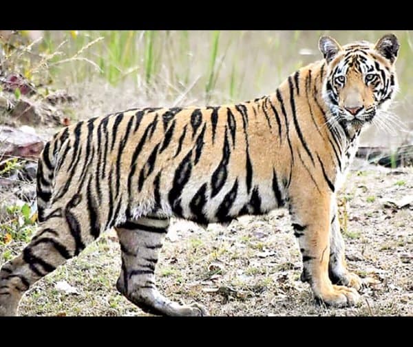 అధికారులు బంధించే క్రమంలో పులి మృతి