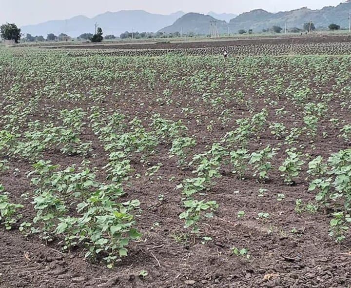 తేమ లేక పత్తి రైతుకు దిగులు