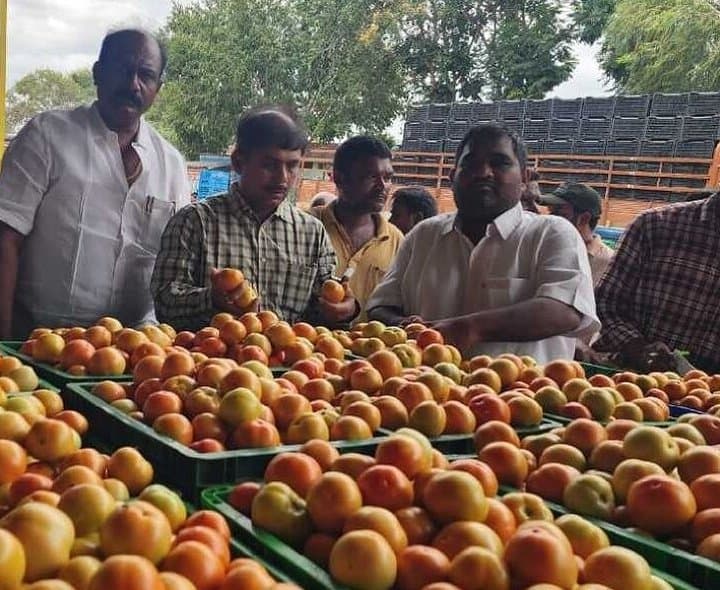 మదనపల్లెలో టమాటాలు కిలో రూ.13