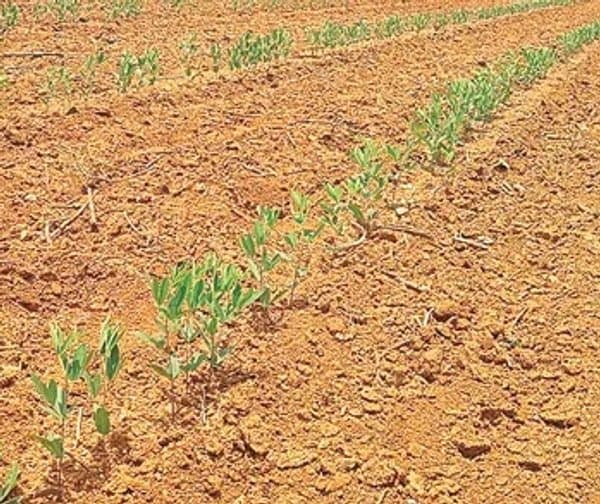 ఎల్‌నినోతో కుదేలవుతున్న సాగు