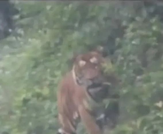 రోడ్డుపై పులి: బైక్‌లకు నో!