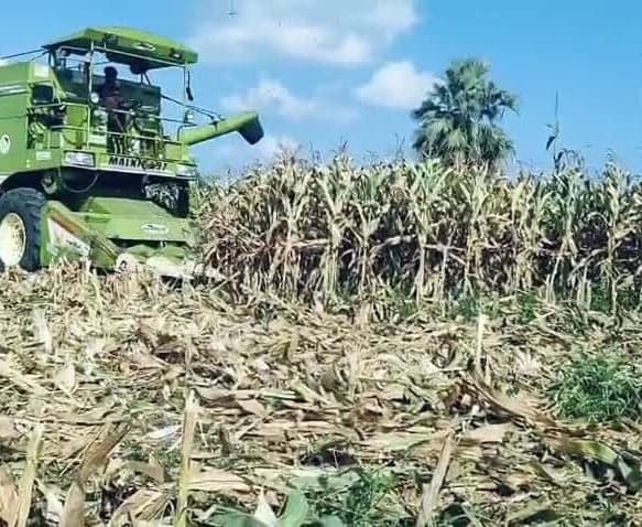 రుద్రంగిలో మొక్కజొన్న కోతలు ప్రారంభం - Udayam