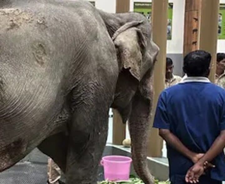 జాయ్‌మతికి వంతారాలో వైద్యం
