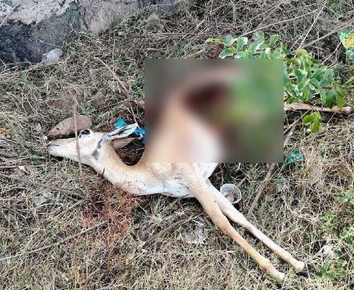గుర్తుతెలియని వాహనం ఢీకొని కృష్ణజింక మృతి