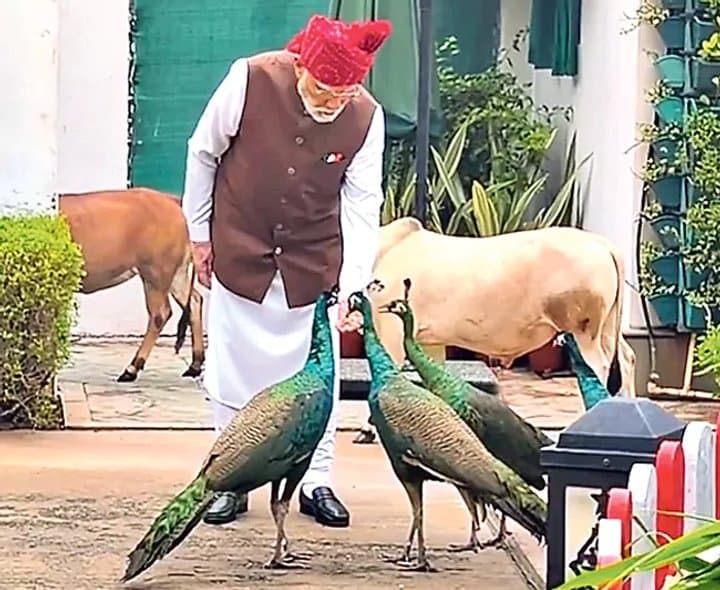 పెంపుడు జంతువులు ప్రత్యేకమే