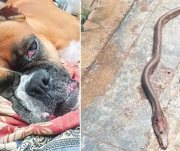 కొత్తపల్లిలో తాచుపామును చంపిన శునకం