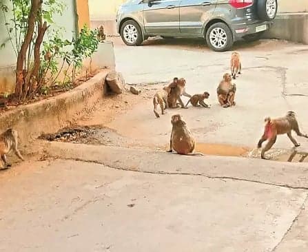 కోతులు తరమడంతో భయపడి పరుగెత్తిన బాలుడు మృతి